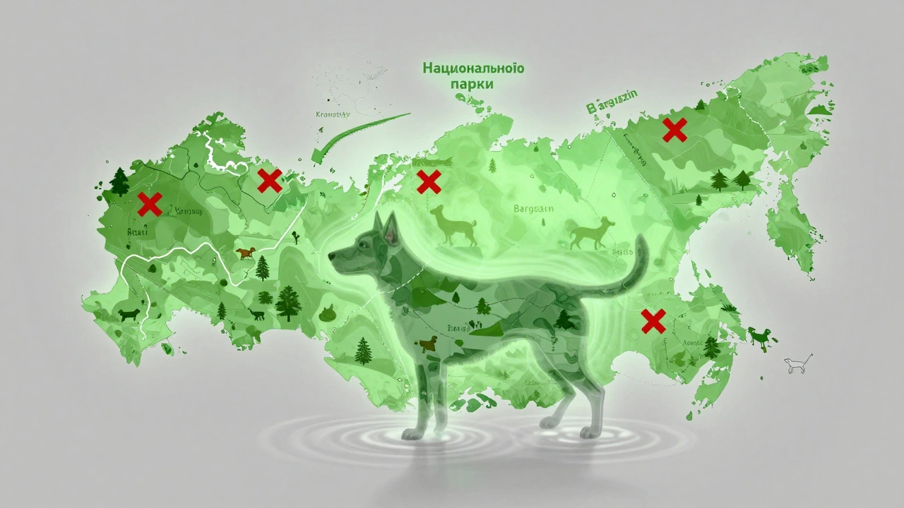 Прозрачная карта России с запрещёнными зонами для собак и разрешёнными зонами в национальных парках.